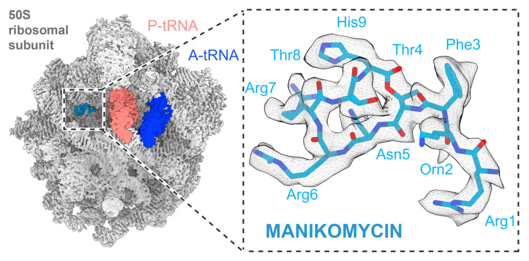 Structure of the bacterial ribosome with MKM bound.